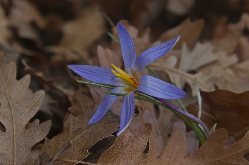 Crocus albocoronatus