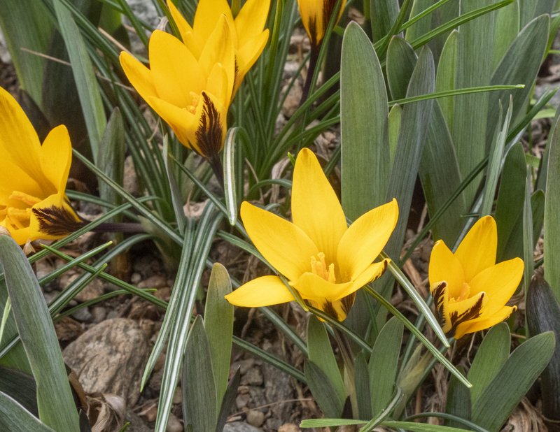 Cloth Of Gold photo 3
