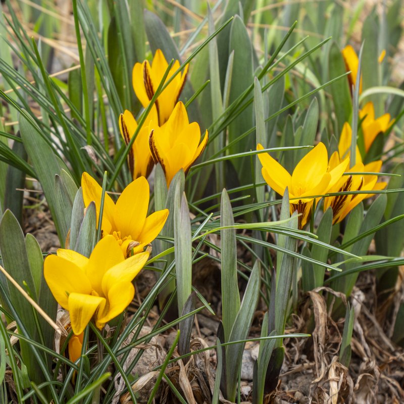 Cloth Of Gold photo 6