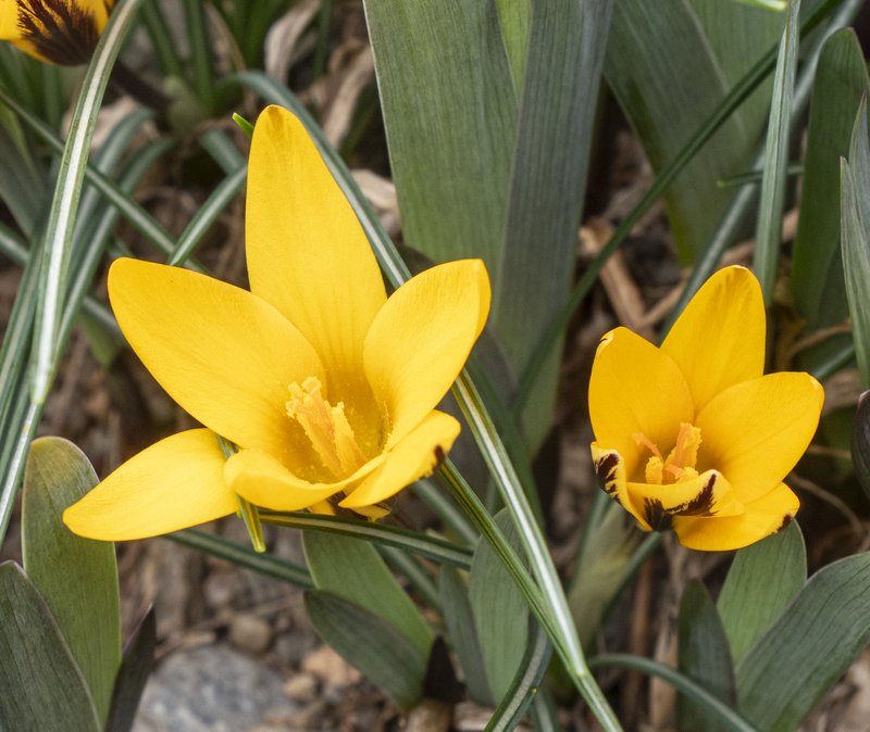 Cloth Of Gold photo 7