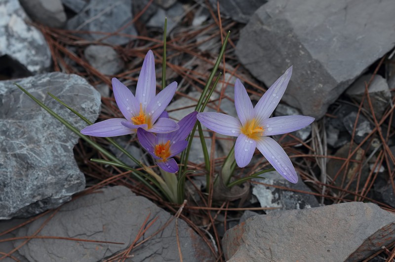 Crocus asymmetricus photo 2