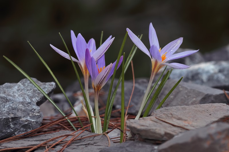 Crocus asymmetricus
