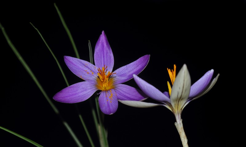 Crocus asymmetricus photo 4