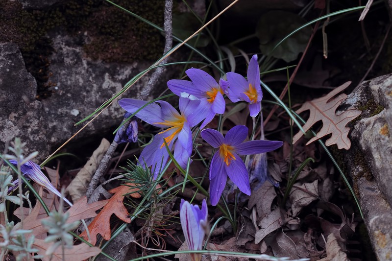 Crocus asymmetricus photo 5