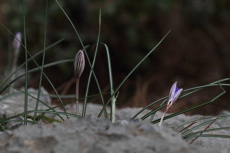 Crocus asymmetricus photo 6