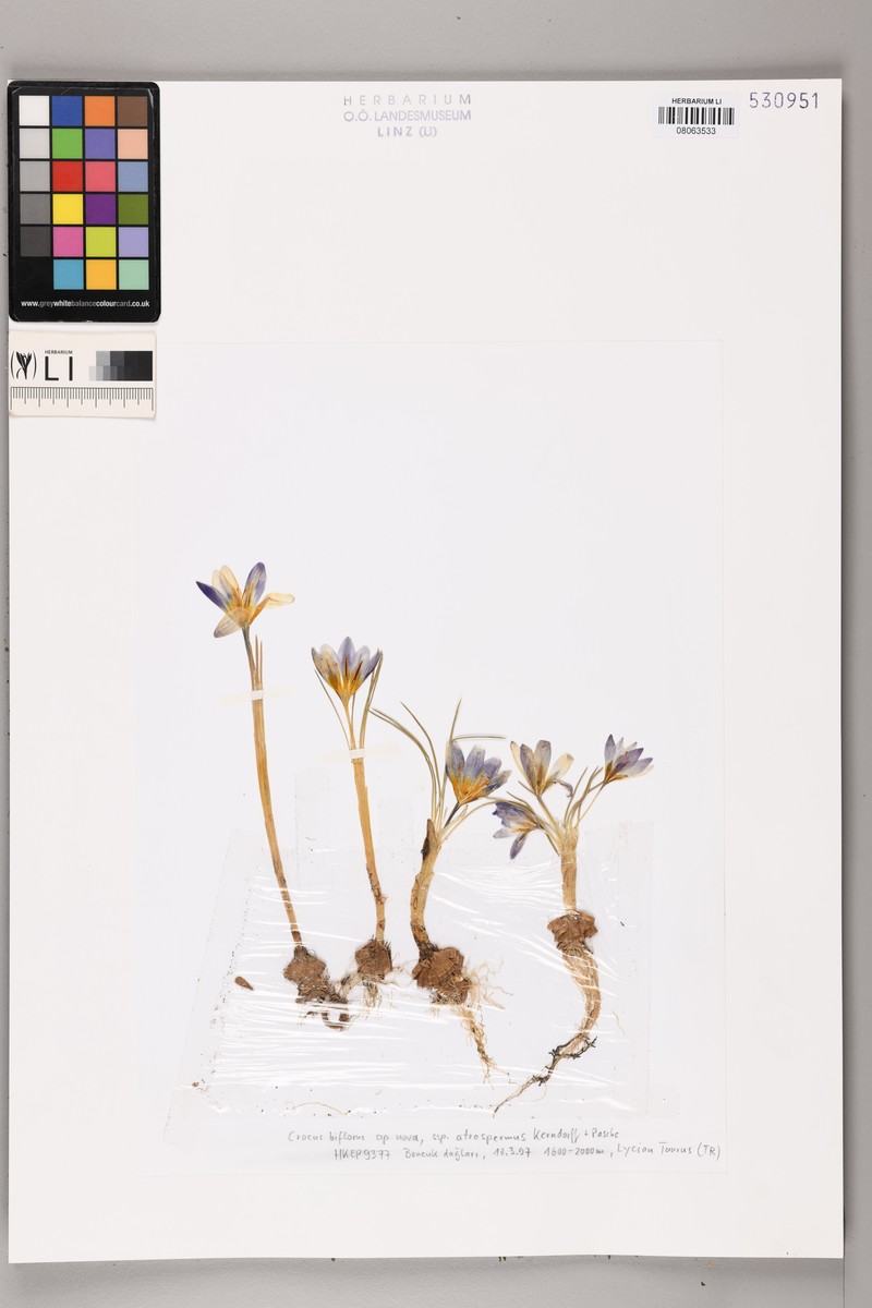 Crocus atrospermus