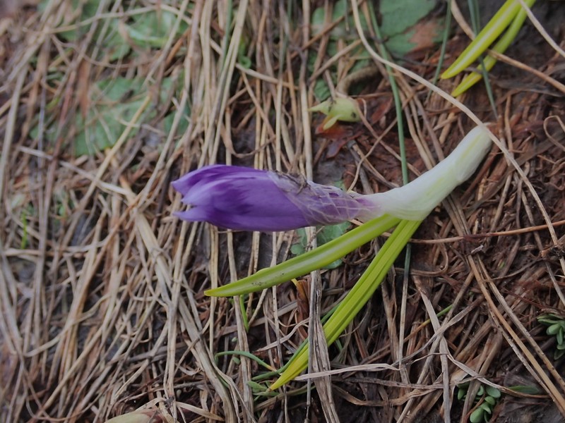 Crocus bertiscensis