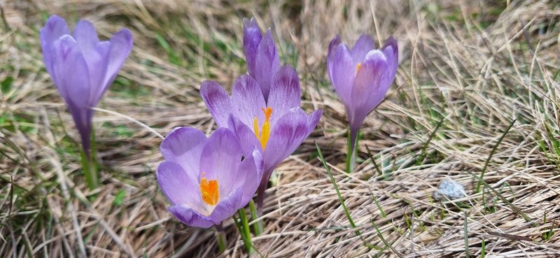 Crocus bertiscensis photo 2
