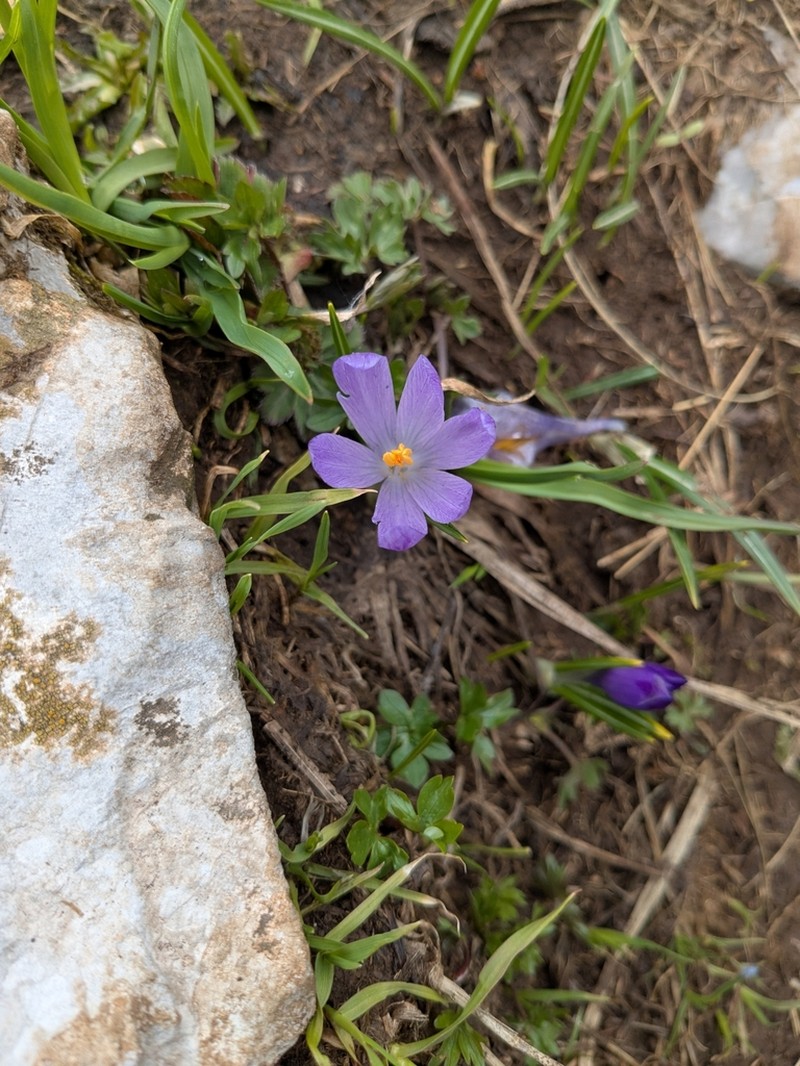 Crocus bertiscensis photo 3