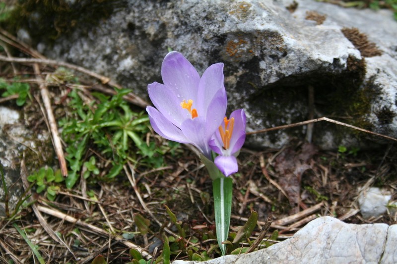 Crocus bertiscensis photo 4