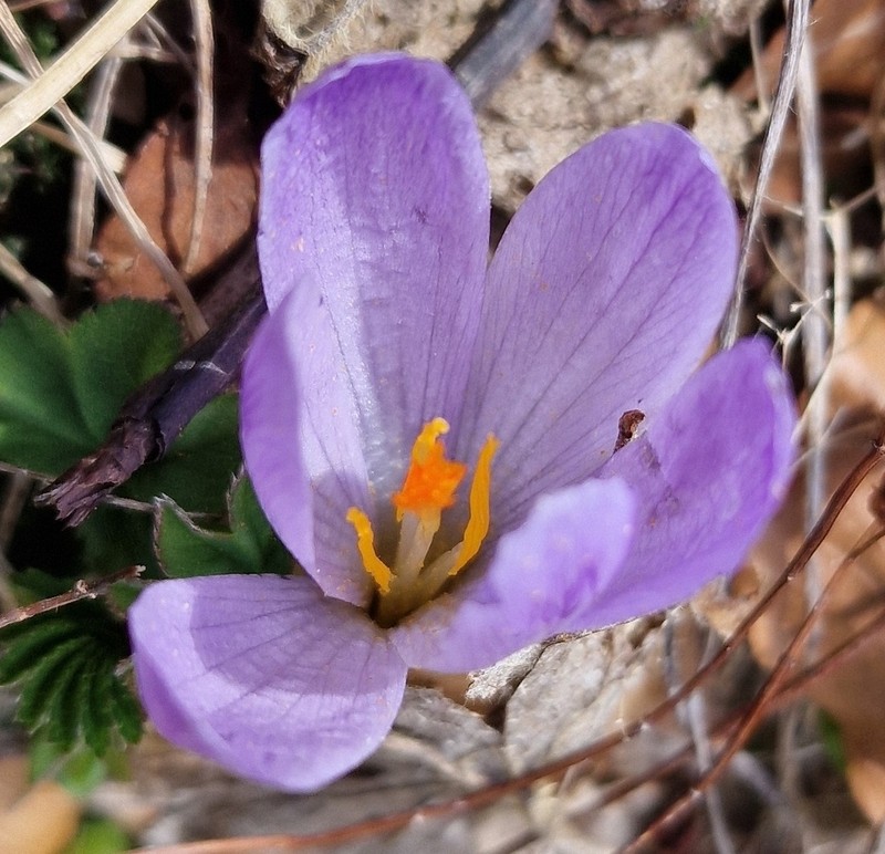 Crocus bertiscensis photo 5