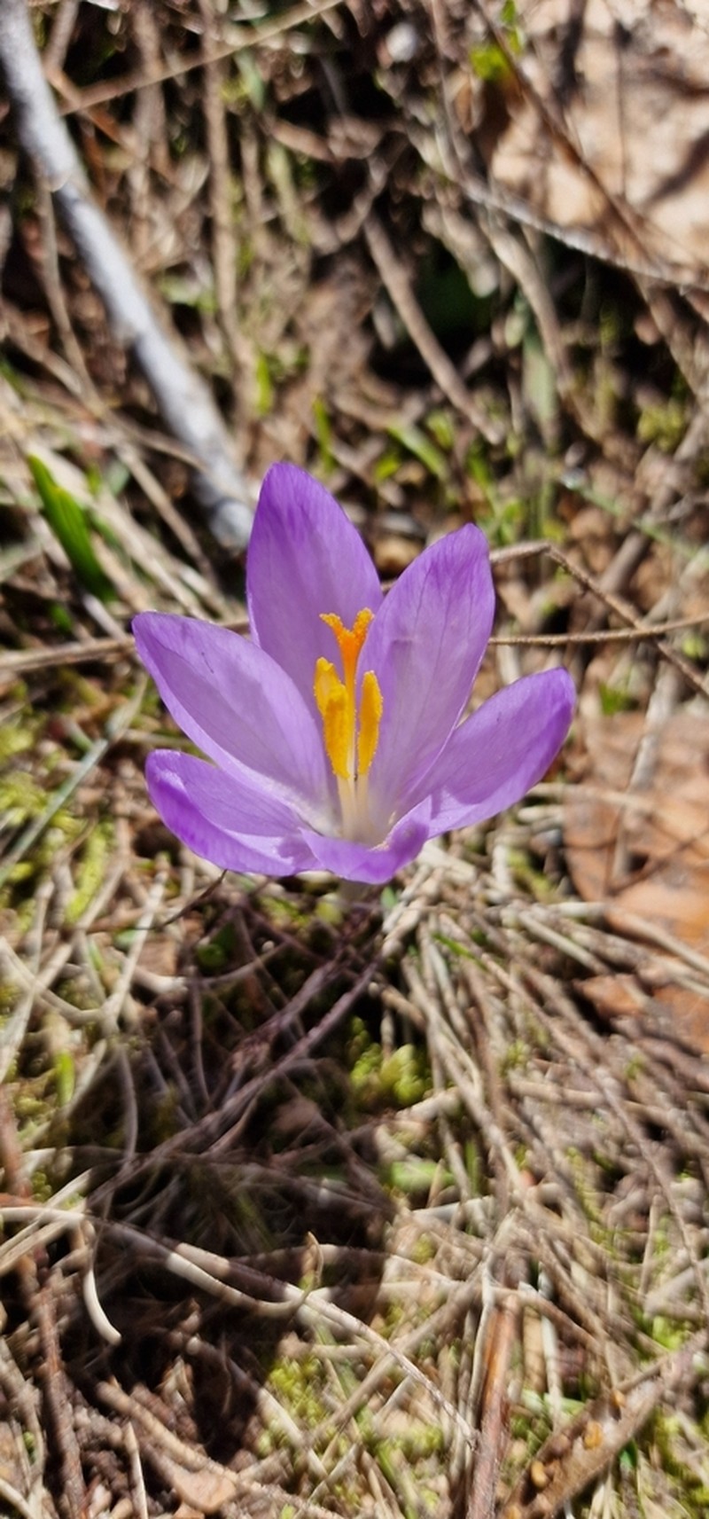 Crocus bertiscensis photo 6
