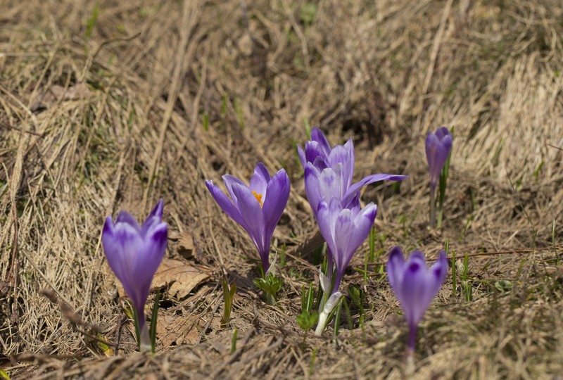 Crocus bertiscensis photo 7