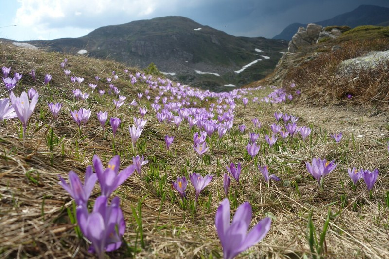 Crocus bertiscensis photo 8
