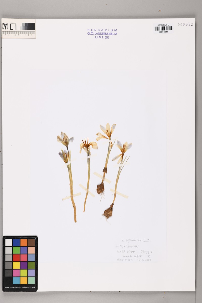 Crocus caelestis