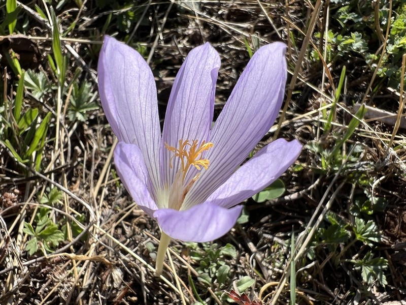 Crocus cappadocicus photo 2