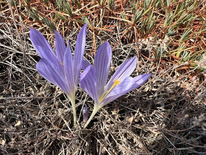 Crocus cappadocicus photo 3