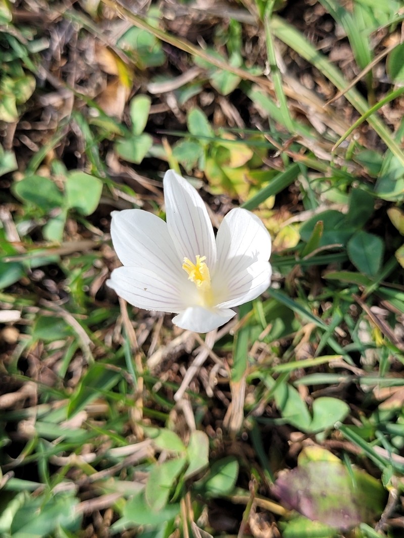 Crocus cappadocicus photo 4
