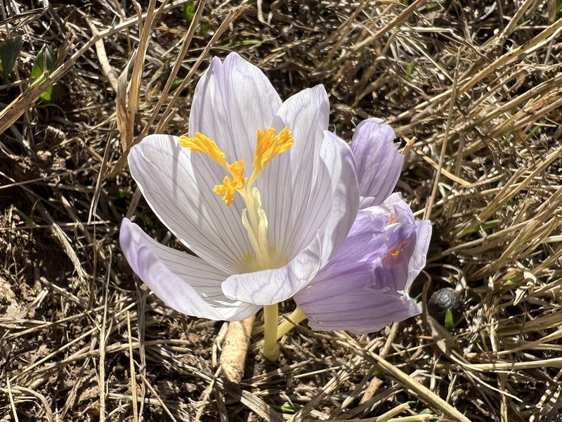 Crocus cappadocicus photo 5