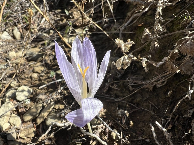 Crocus cappadocicus photo 6