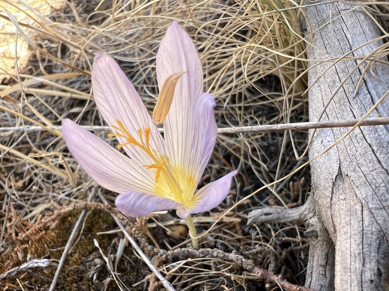 Crocus cappadocicus photo 7