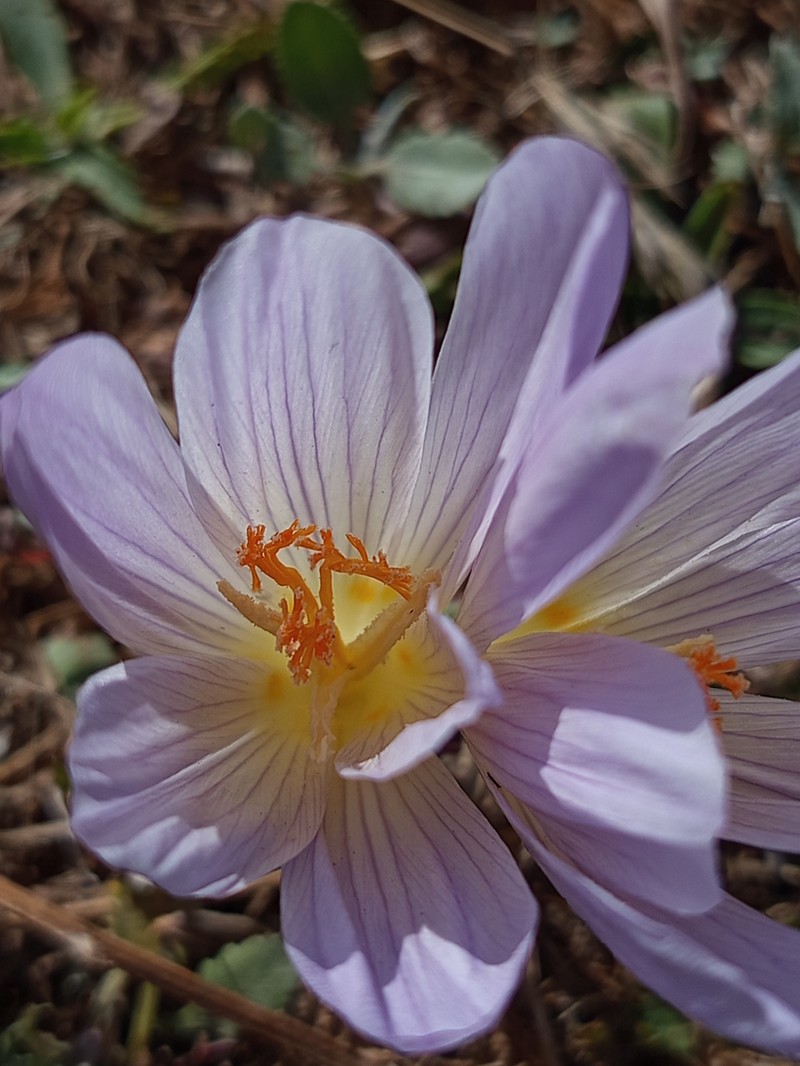 Crocus cappadocicus photo 8