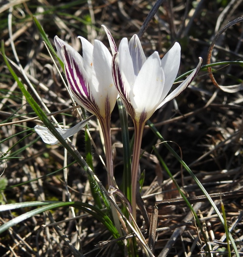 Crocus danubensis