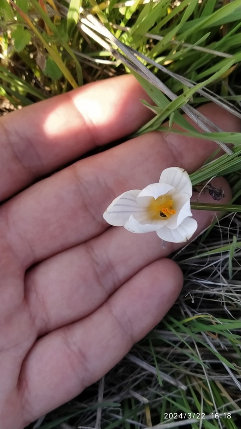 Crocus danubensis photo 2