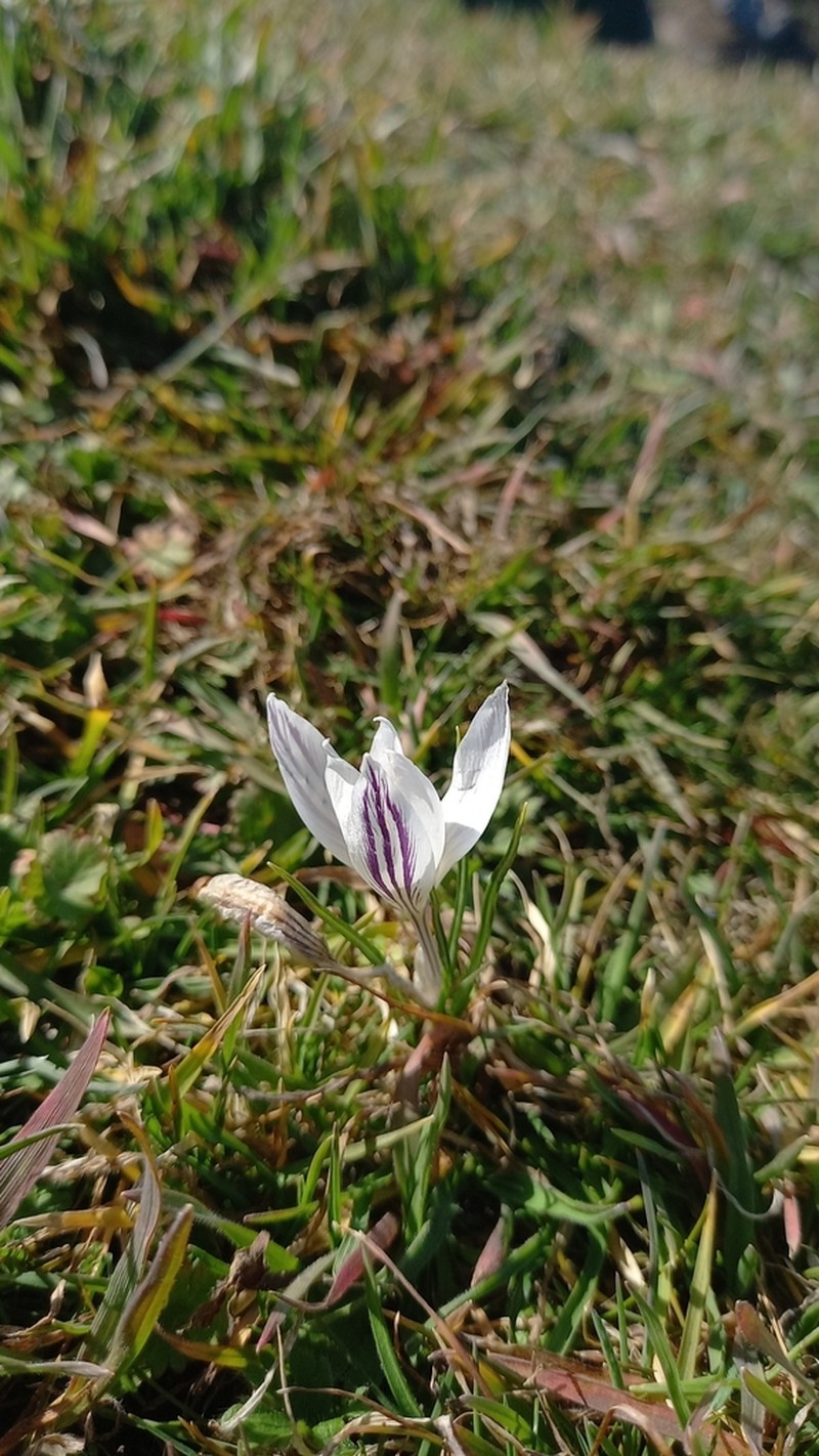 Crocus danubensis photo 3