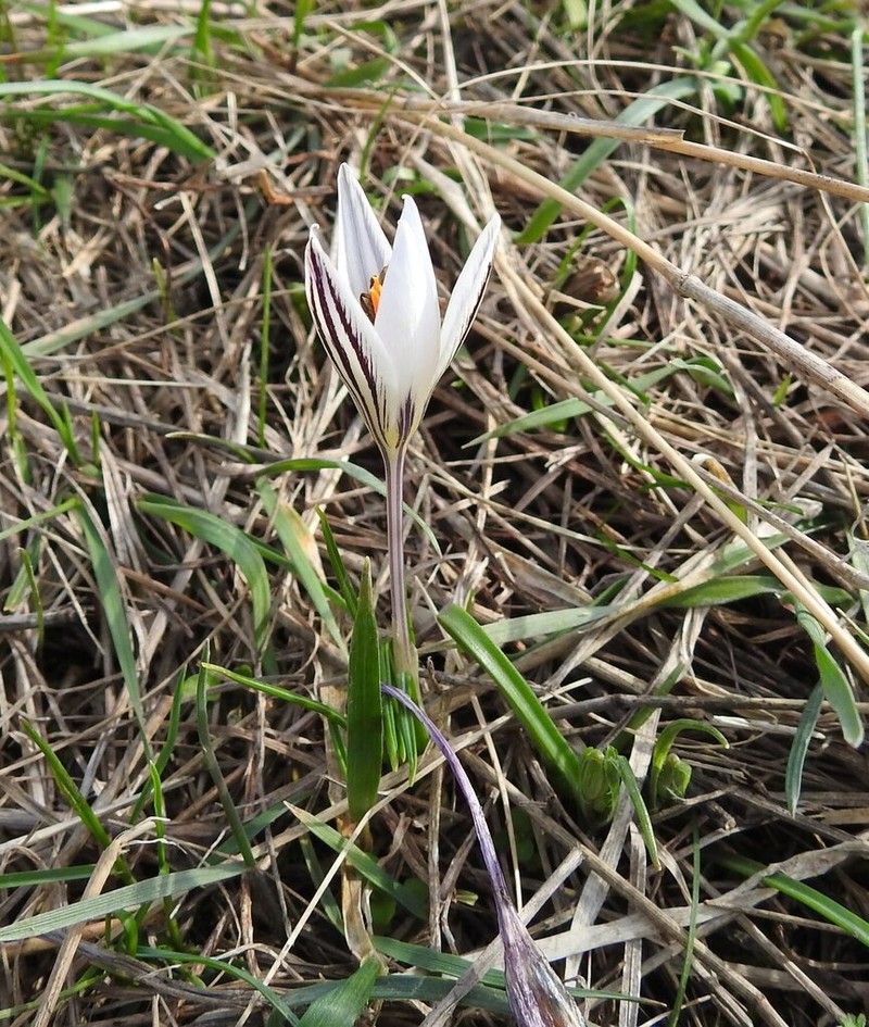 Crocus danubensis photo 4