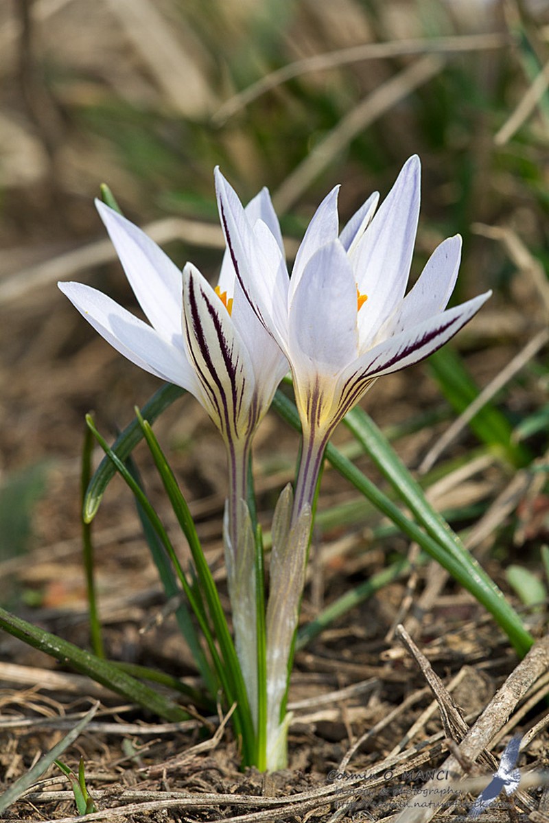 Crocus danubensis photo 5