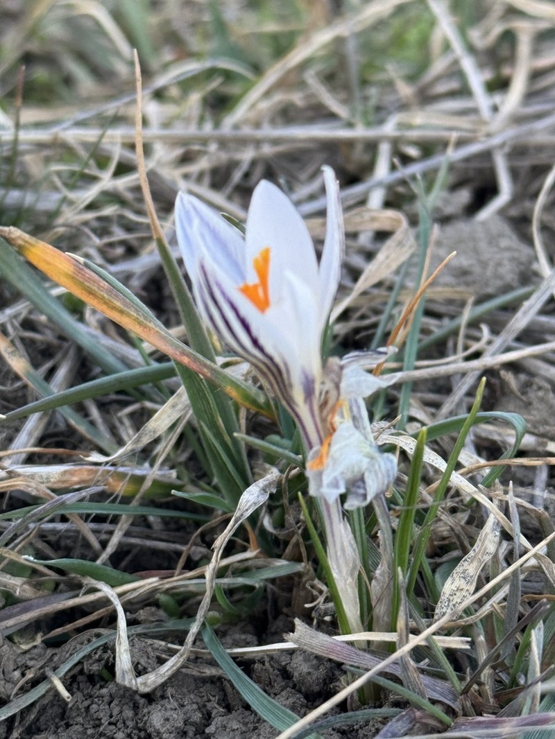 Crocus danubensis photo 6
