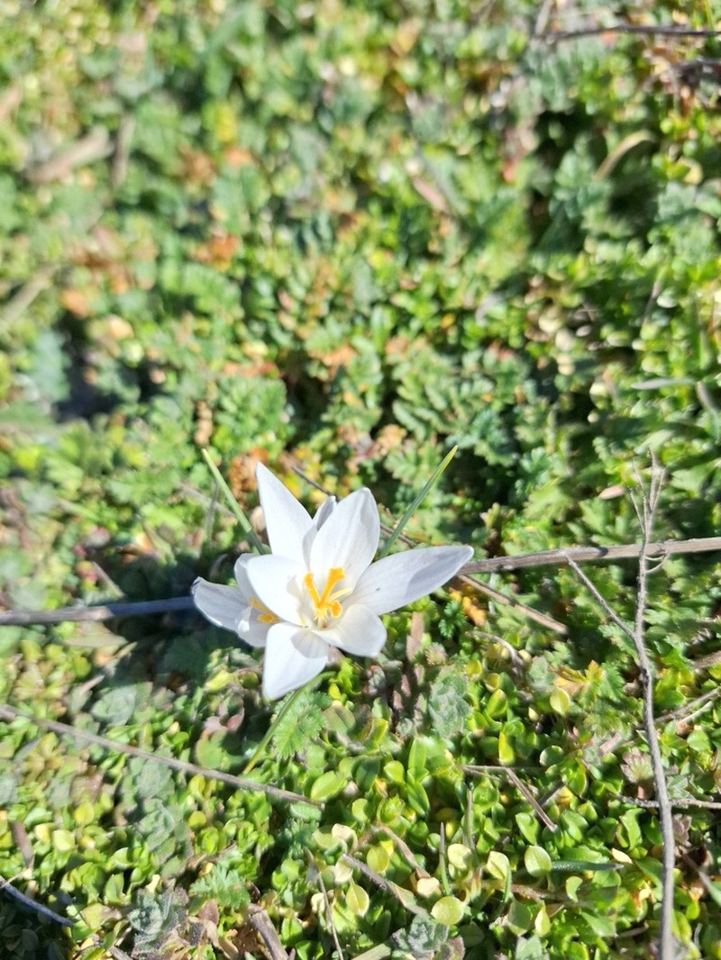 Crocus danubensis photo 7