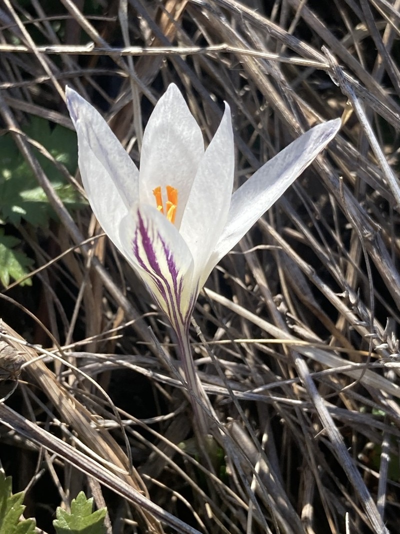 Crocus danubensis photo 8