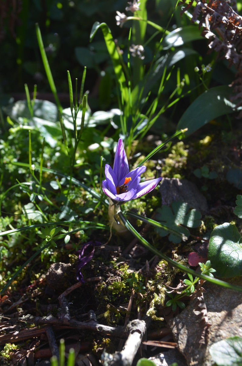 Crocus harveyi photo 2