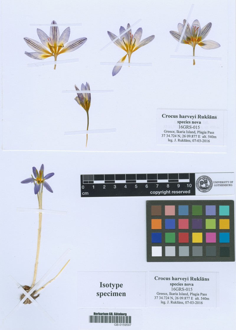 Crocus harveyi photo 3