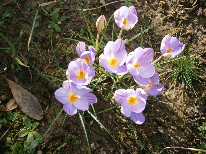 Early Crocus photo 5