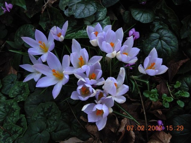 Early Crocus photo 2