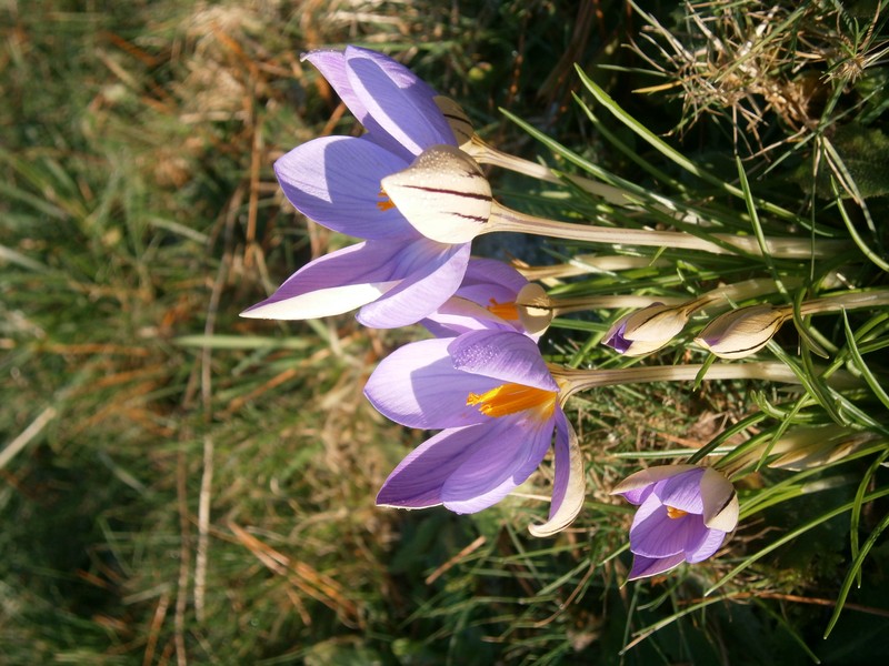 Early Crocus photo 3