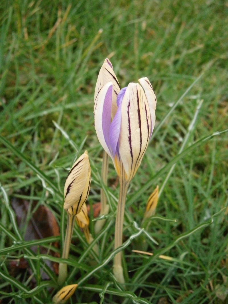 Early Crocus photo 4