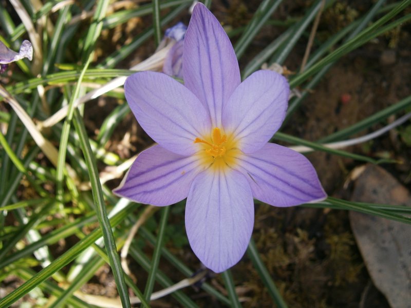 Early Crocus