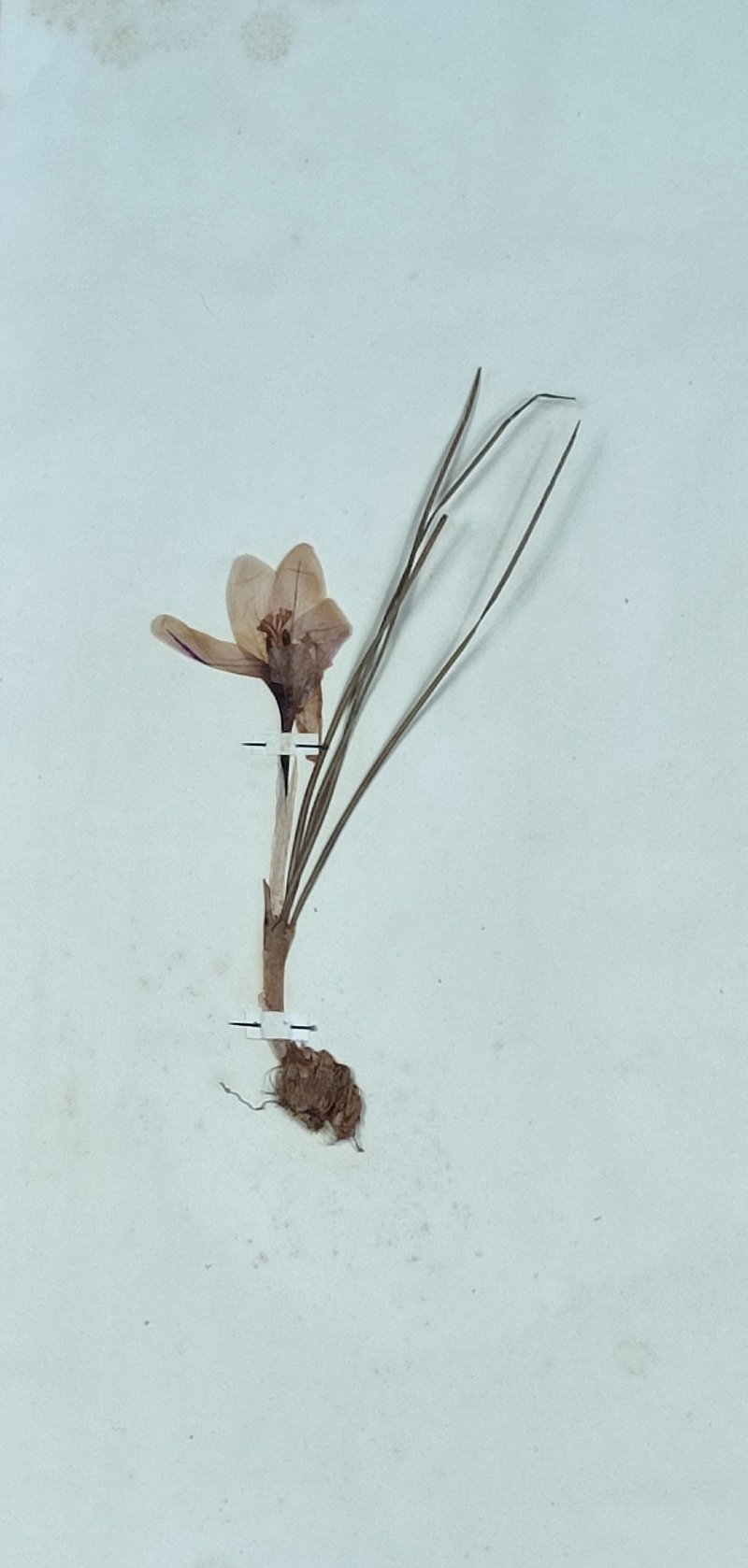 Early Crocus photo 6