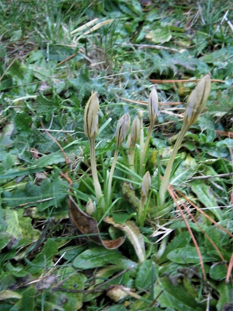 Early Crocus photo 7