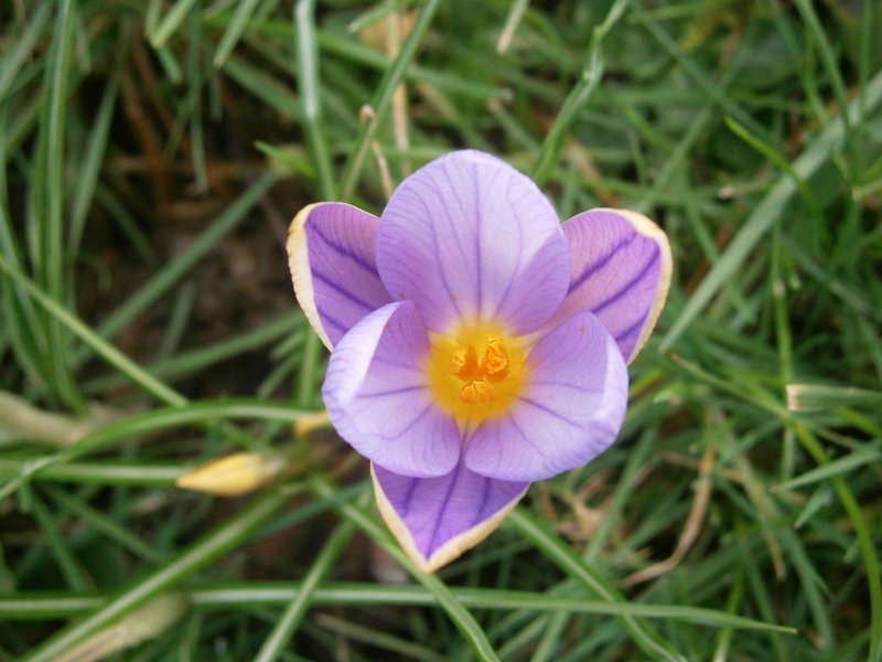 Early Crocus photo 8