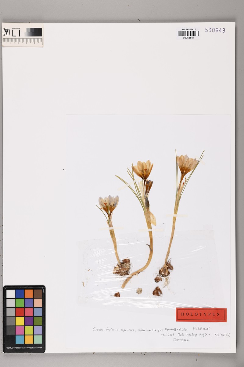 Crocus ionopharynx
