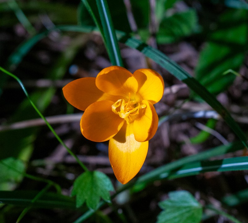 Crocus istanbulensis photo 3