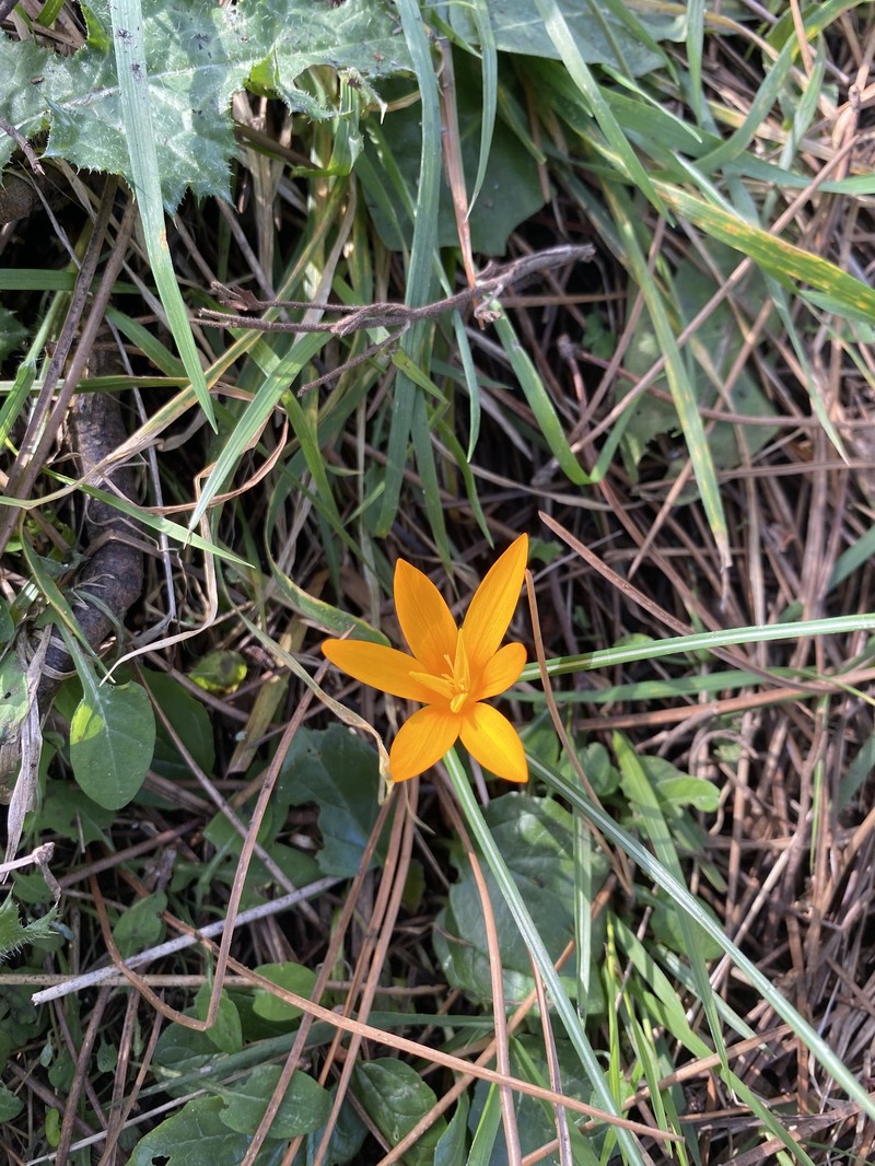 Crocus istanbulensis photo 4