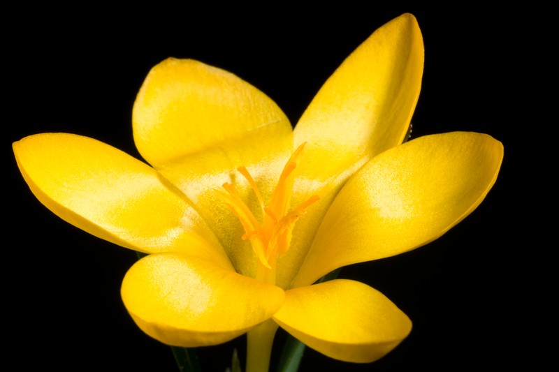 Crocus istanbulensis