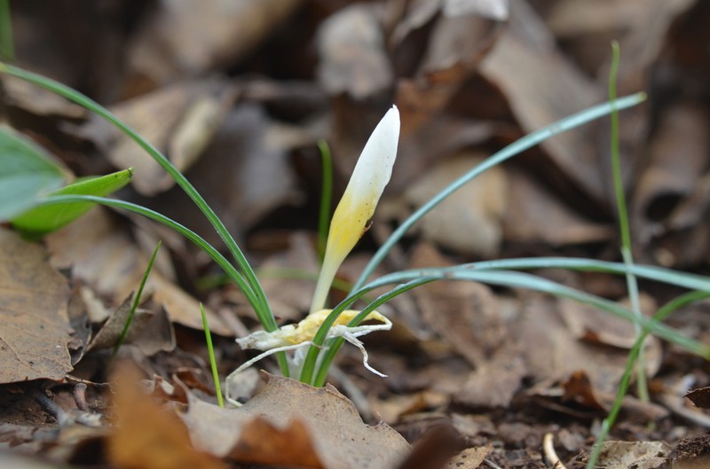 Crocus musagecitii photo 2