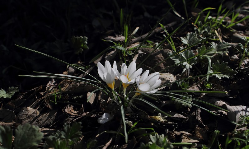 Crocus musagecitii photo 3